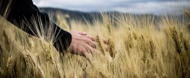 Agricultural Scientist